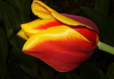 tulipan-maj062.jpg